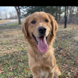 Georgia - Golden Retriever