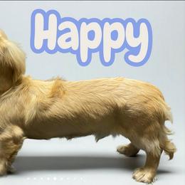 Happy - Cream male Dachshund puppy in Humble, Texas from Foley Dachshunds
