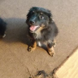 Miniature American Shepherds from Fudgetown Mini Aussies