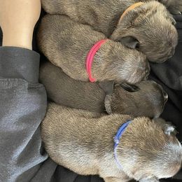 French Bulldog Puppies from Follow Farm French Bulldogs