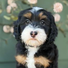 Blossom - Purple - Tri-color female Bernedoodle puppy in Yuciapa, California from AlltheDoodlez_