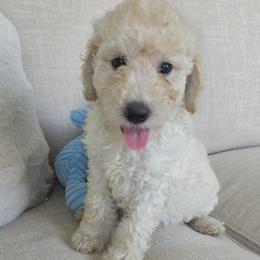 Charlie - Cream male Goldendoodle puppy in Wauseon, Ohio from Medium Labradoodles 🐾