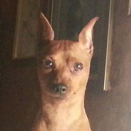 Flame - Miniature Pinscher