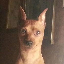 Flame - Miniature Pinscher