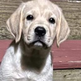 Labrador Retrievers from Dunrovin Farm