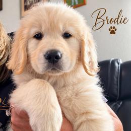 1st pick boy - Golden male Golden Retriever puppy in Fresno, California from Warwick’s Central California Goldens