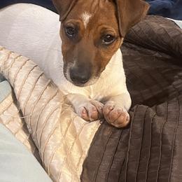 Border Collie and Jack Russell Terrier Puppies from CP FARMS BORDER COLLIES N JACKS CORP