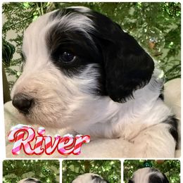 River - female Australian Mountain Doodle puppy in Chattanooga, Tennessee from Scenic City Doodles