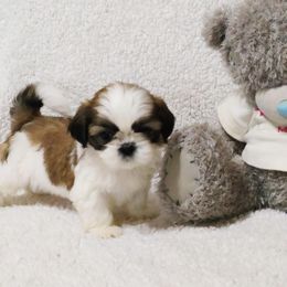 Princess - Gold and white female Shih Tzu puppy in West Palm Beach, Florida from Must Be Love