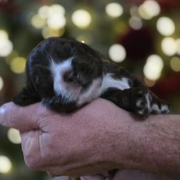 Diego - Brown male Cocker Spaniel puppy in Winston Salem, North Carolina from Cocker Cottage