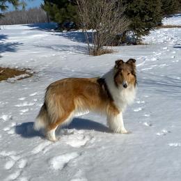 Molly - Sable female Collie puppy in Hinckley, Minnesota from Rusty Spur Collies