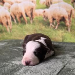 Sebastian - White and red male Border Collie puppy in Avilla, Indiana from Borderline Kennels