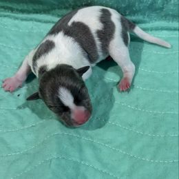 Cooper - Blue white and tan male Rat Terrier puppy in Savoy, Texas from Rockin EZ Rat Terriers