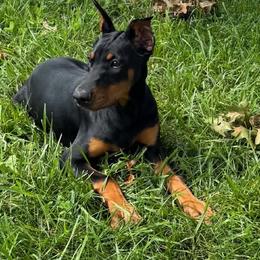 Daphne (Purple Collar) - Black and rust female Doberman Pinscher puppy in Centralia, Missouri from TopSpots Farm