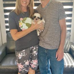 Shih Tzu Puppies from Willow Lane Shih Tzus