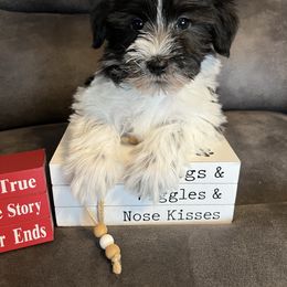 Leo - Parti male Miniature Schnauzer puppy in Stuart, Iowa from Johnson Family Corgis and more