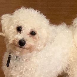 Cavachons from Awesome Cavachons