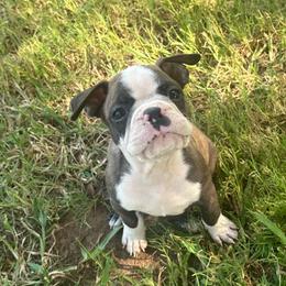 Clifford - Seal and white male Boston Terrier puppy in Brazos Point, Texas from TX Southern Belle Boston Terriers