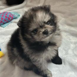 Emily - Blue merle female Pomeranian puppy in Enumclaw, Washington from SantaAnna Pomeranians