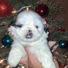 Boy 1 - Black gold and white male Shih Tzu puppy in Birmingham, Alabama from K&D kennels