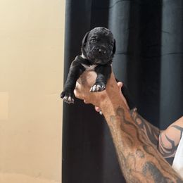 Boy 1 - Black male Cane Corso puppy in Queen Creek, Arizona from Cane Corso Royal Kennels AZ