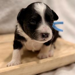 Blue collar toy - Black tri-color male Aussiedoodle puppy in 32046, Florida from River Hill Ranch