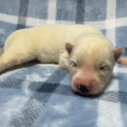 AKC Maui - White male Siberian Husky puppy in Centreville, Maryland from Huskies By the Bay