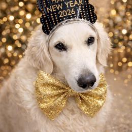 Ruby - Golden Retriever