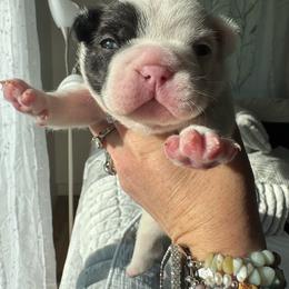 Starkhaus' Lil' Thumper - White and brindle male French Bulldog puppy in Westerly, Rhode Island from Starkhaus Rottweilers & Frenchies