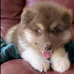 Siberian Huskies from Bogarts Legacy ..... Wooly Siberian Husky Puppies