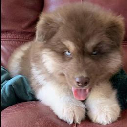 Siberian Huskies from Bogarts Legacy ..... Wooly Siberian Husky Puppies