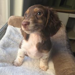 Hershey - Piebald male Dachshund puppy in Buckeye, Arizona from Duran Dachshunds