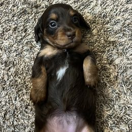Dachshunds from R&X Mini Dachshunds