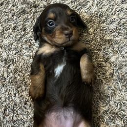 Dachshunds from R&X Mini Dachshunds
