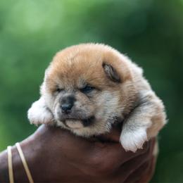 Boy 2 - Red male Shiba Inu puppy in Hephzibah, Georgia from Evenfalls Shiba Inu