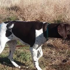 German Shorthaired Pointers from Moody Creek Kennel