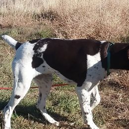 German Shorthaired Pointers from Moody Creek Kennel