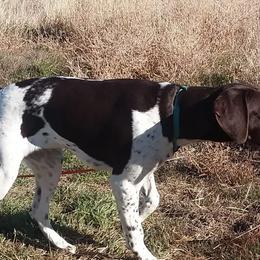 German Shorthaired Pointers from Moody Creek Kennel