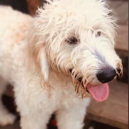 Goldendoodles and Poodles from Standard Poodles and Doodles of Alabama