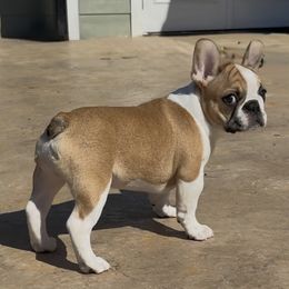 Boy 1 - Fawn and white French Bulldog puppy in Covina, California from Luvafrenchbulldog