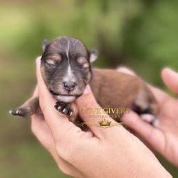 AKC Salt and Pepper-Sable Female - Salt and pepper female Miniature Schnauzer puppy in Lake Placid, Florida from Love Giver Schnauzers