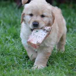 Golden Retriever Puppies from Bit O'Heaven Farm