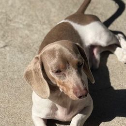 Dachshunds from Valentina's  mini Dachshunds