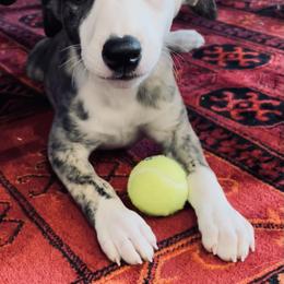 Whippet Puppies from Smithfield Park