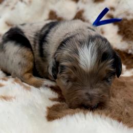 Blue collar - Blue merle male Miniature Australian Shepherd puppy in 32046, Florida from River Hill Ranch