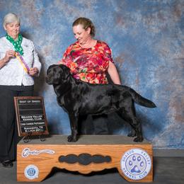 Broker - Labrador Retriever