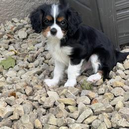Dave - Tri-color male Cavalier King Charles Spaniel puppy in Farmington, Minnesota from Pam's Cavalier King Charles Spaniels