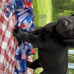 Labrador Retrievers and Portuguese Water Dogs from Hilltop Portuguese Water Dogs