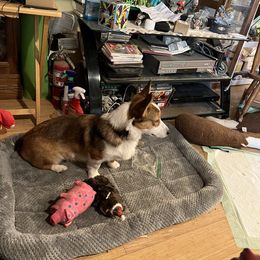 Rojo - Sable Pembroke Welsh Corgi puppy in Veguita, New Mexico from 4J High Desert Corgis