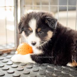 Aussiedoodle and Miniature American Shepherd Puppies from King Family Ranch